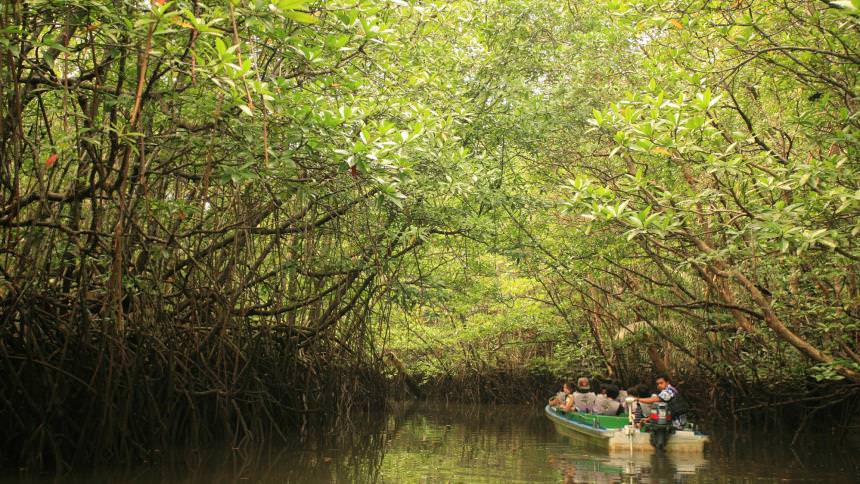 Hutan Mangrove Pulau Bintan Hutan Mangrove Pulau Bintan - Dolan Dolen