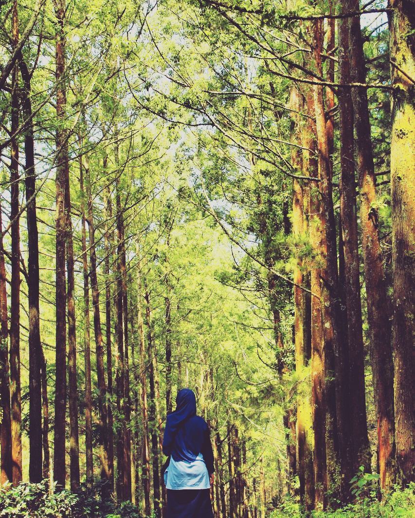 Hutan Pinus Budug Asu Malang, Malang, Kota Malang, Dolan Dolen, Dolaners Hutan Pinus Budug Asu via julee brarian - Dolan Dolen