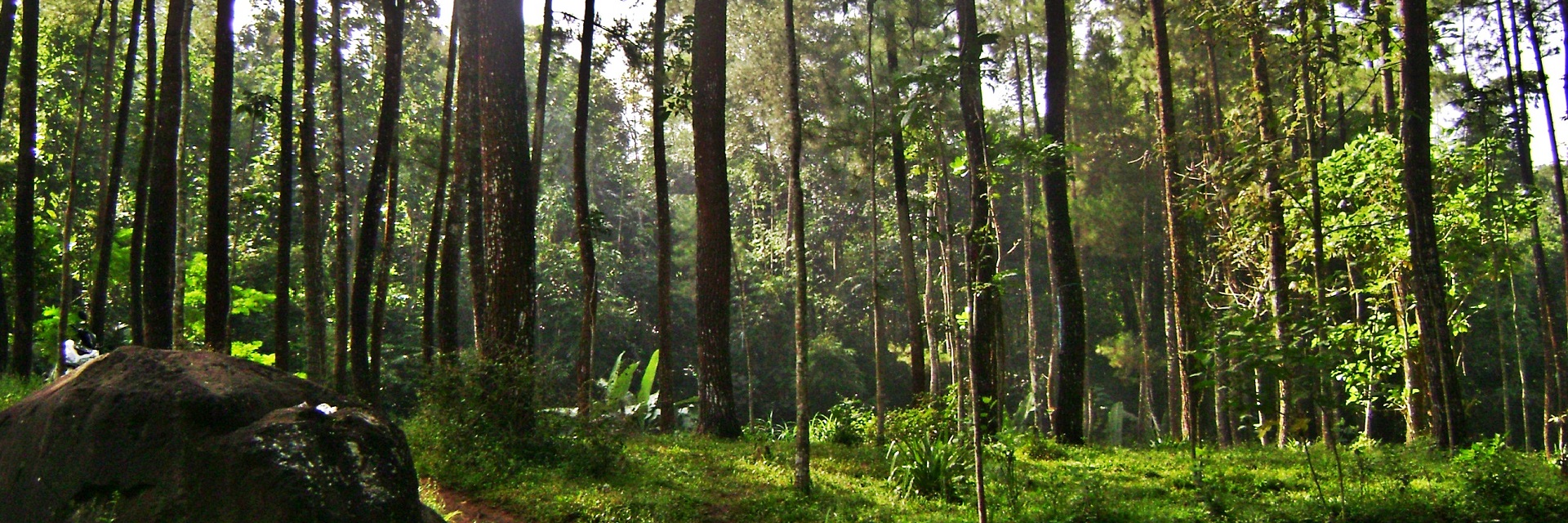 Keindahan 5 Hutan Pinus Di Malang Raya