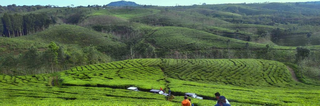 4 Wisata Kebun Teh Paling Hits di Jawa Timur svg xml  3Csvg 20viewBox 3D 270 200 201024 20341 27 20xmlns 3D 27http 3A 2F 2Fwww - Dolan Dolen