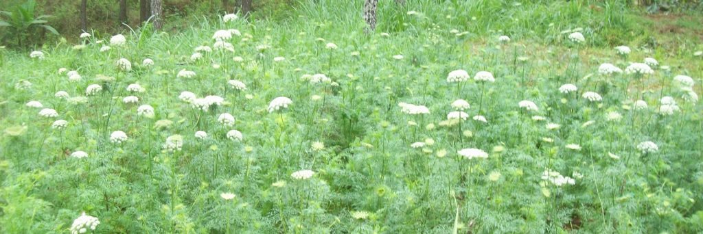 Coban Talun, Malang, Malang Raya, Dolan Dolen, Dolaners svg xml  3Csvg 20viewBox 3D 270 200 201024 20342 27 20xmlns 3D 27http 3A 2F 2Fwww - Dolan Dolen