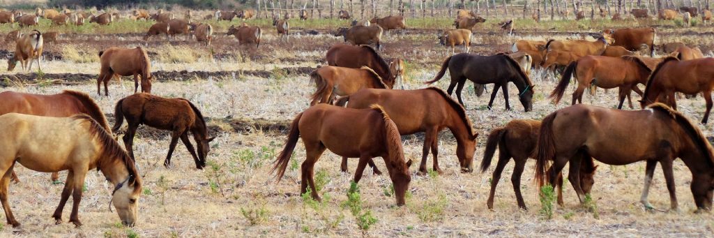 Peternakan Kuda via lisa.id svg xml  3Csvg 20viewBox 3D 270 200 201024 20341 27 20xmlns 3D 27http 3A 2F 2Fwww - Dolan Dolen